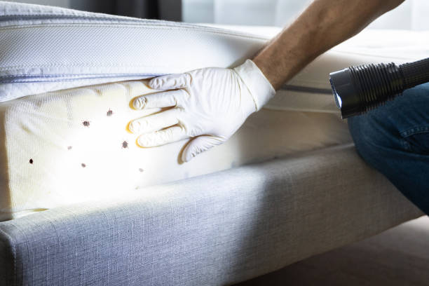 Best Pest Control Near Me  in New Brighton, MN