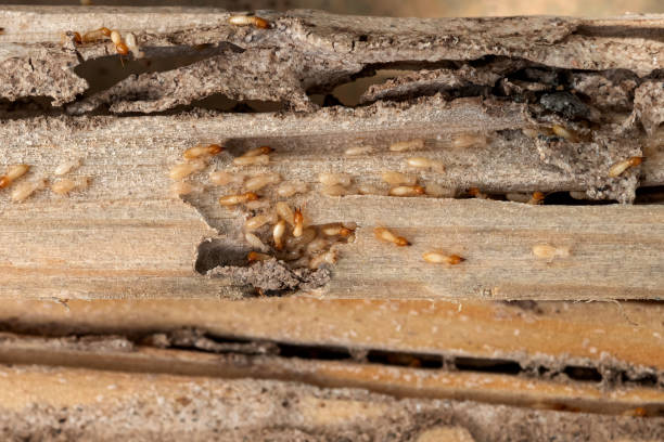  New Brighton, MN Pest Control Pros